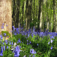 Buy canvas prints of Arty woodland bluebell scene! by Paula Palmer canvas