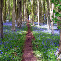 Buy canvas prints of Pathway through the Bluebell wood. by Paula Palmer canvas