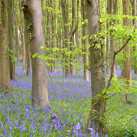 Buy canvas prints of Woodland Bluebell scene by Paula Palmer canvas