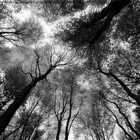 Buy canvas prints of Tree canopies in black and white by Paula Palmer canvas