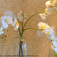 Buy canvas prints of Orchid display! by Paula Palmer canvas