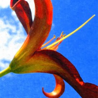 Buy canvas prints of Red lily by Paula Palmer canvas