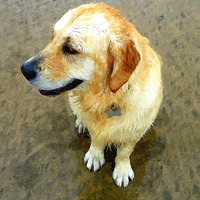 Buy canvas prints of A wet Golden Retriever dog by Paula Palmer canvas
