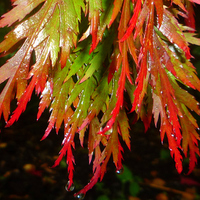 Buy canvas prints of Raindrops on red acer leaves by Paula Palmer canvas