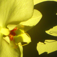 Buy canvas prints of Orchid shadow delight by Paula Palmer canvas