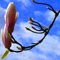 Buy canvas prints of Magnolia by Paula Palmer canvas