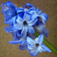 Buy canvas prints of Spring , Blue Hyacinth by Paula Palmer canvas