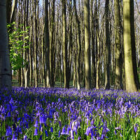 Buy canvas prints of Bluebells 2 by Paula Palmer canvas