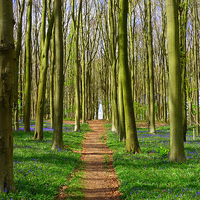 Buy canvas prints of Classic bluebell wood scene by Paula Palmer canvas