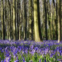 Buy canvas prints of Common bluebell wood scene 2 by Paula Palmer canvas
