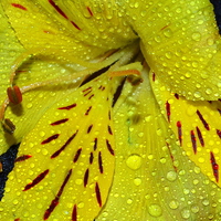 Buy canvas prints of Yellow Lily by Paula Palmer canvas