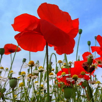 Buy canvas prints of Poppies by Paula Palmer canvas