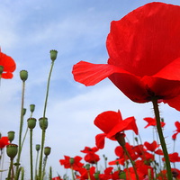 Buy canvas prints of Vibrant coloured poppies by Paula Palmer canvas