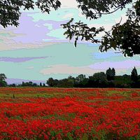 Buy canvas prints of Digital Poppy field by Paula Palmer canvas