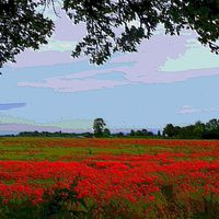 Buy canvas prints of Digital Poppy field 2 by Paula Palmer canvas