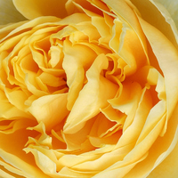 Buy canvas prints of  Yellow rose of ----- by Paula Palmer canvas
