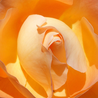 Buy canvas prints of  My peach rose flower by Paula Palmer canvas