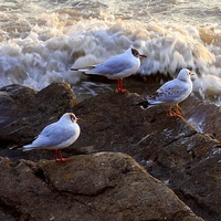 Buy canvas prints of  Seagulls.2+3=5 by Paula Palmer canvas