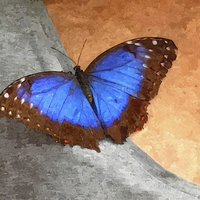 Buy canvas prints of Blue Morpho Butterfly  by Paula Palmer canvas