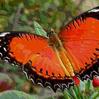 Buy canvas prints of  Red,black,white Butterfly by Paula Palmer canvas