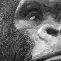 Buy canvas prints of A curious gorilla  by Paula Palmer canvas
