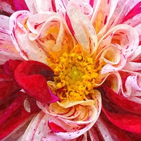 Buy canvas prints of  Dahlia flower by Paula Palmer canvas