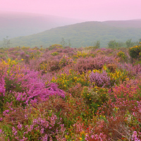 Buy canvas prints of  Exmoor in September by Paula Palmer canvas
