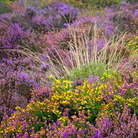 Buy canvas prints of  Exmoor flowers by Paula Palmer canvas