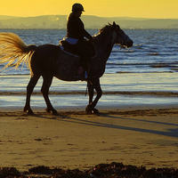 Buy canvas prints of Horse rider on the beach by Paula Palmer canvas