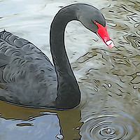 Buy canvas prints of Black Swan at Dawlish by Paula Palmer canvas