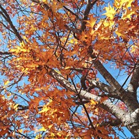 Buy canvas prints of Autumn tree colour by Paula Palmer canvas