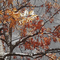 Buy canvas prints of Acer tree colour in autumn by Paula Palmer canvas