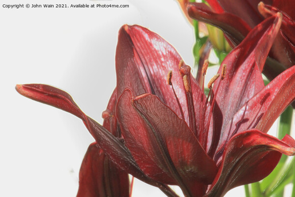 Red Lily (Digital Art) Picture Board by John Wain