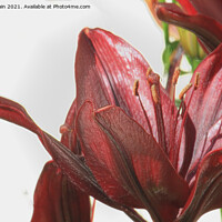 Buy canvas prints of Red Lily (Digital Art) by John Wain
