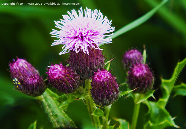 Cirsium Arvense (Creeping Thistle)  Picture Board by John Wain