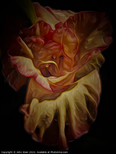 Gladiolus (Digital Art) Picture Board by John Wain