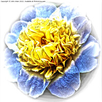 Buy canvas prints of Yellow Camellia (Digital Art) by John Wain
