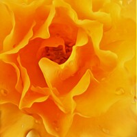 Buy canvas prints of Yellow Rose with a little rain (Digital Art) by John Wain