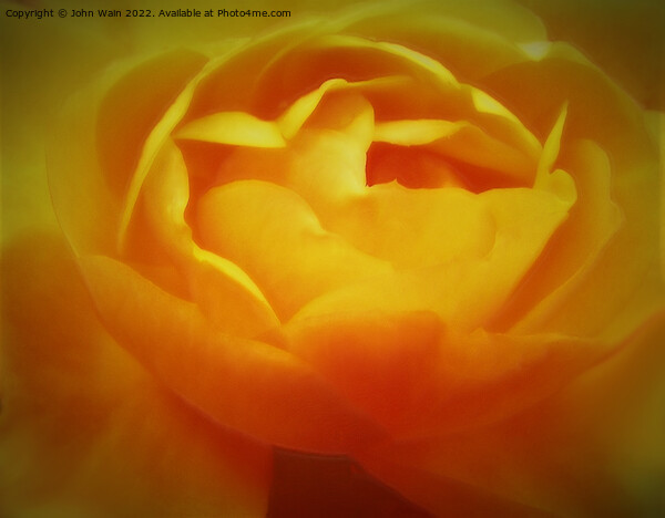 Yellow Rose with a little soft focus (Digital Art) Picture Board by John Wain