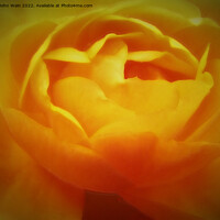 Buy canvas prints of Yellow Rose with a little soft focus (Digital Art) by John Wain