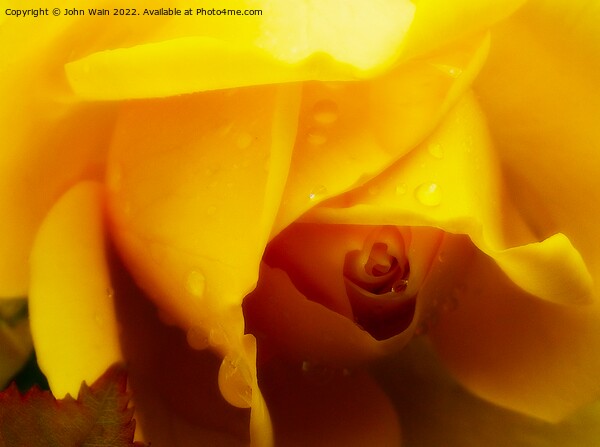 Yellow Rose with a little rain Picture Board by John Wain