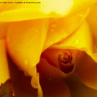 Buy canvas prints of Yellow Rose with a little rain by John Wain
