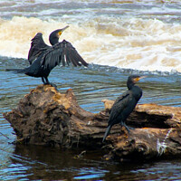 Buy canvas prints of Cormorants in Chester by John Wain