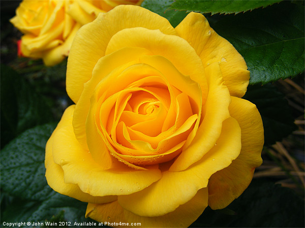 Yellow Rose Picture Board by John Wain