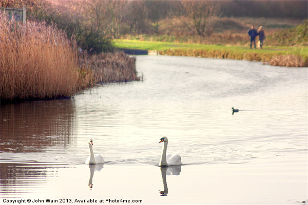 Bonded Swans on the Canal Picture Board by John Wain