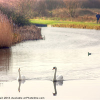 Buy canvas prints of Bonded Swans on the Canal by John Wain