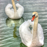 Buy canvas prints of Bonded Swans on the Lake by John Wain