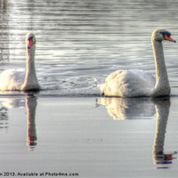 Buy canvas prints of Bonded Swans on the Canal by John Wain
