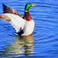 Buy canvas prints of Duck on the Lake  by John Wain
