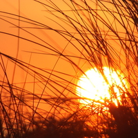 Buy canvas prints of Sunset Through the Grass by John Wain